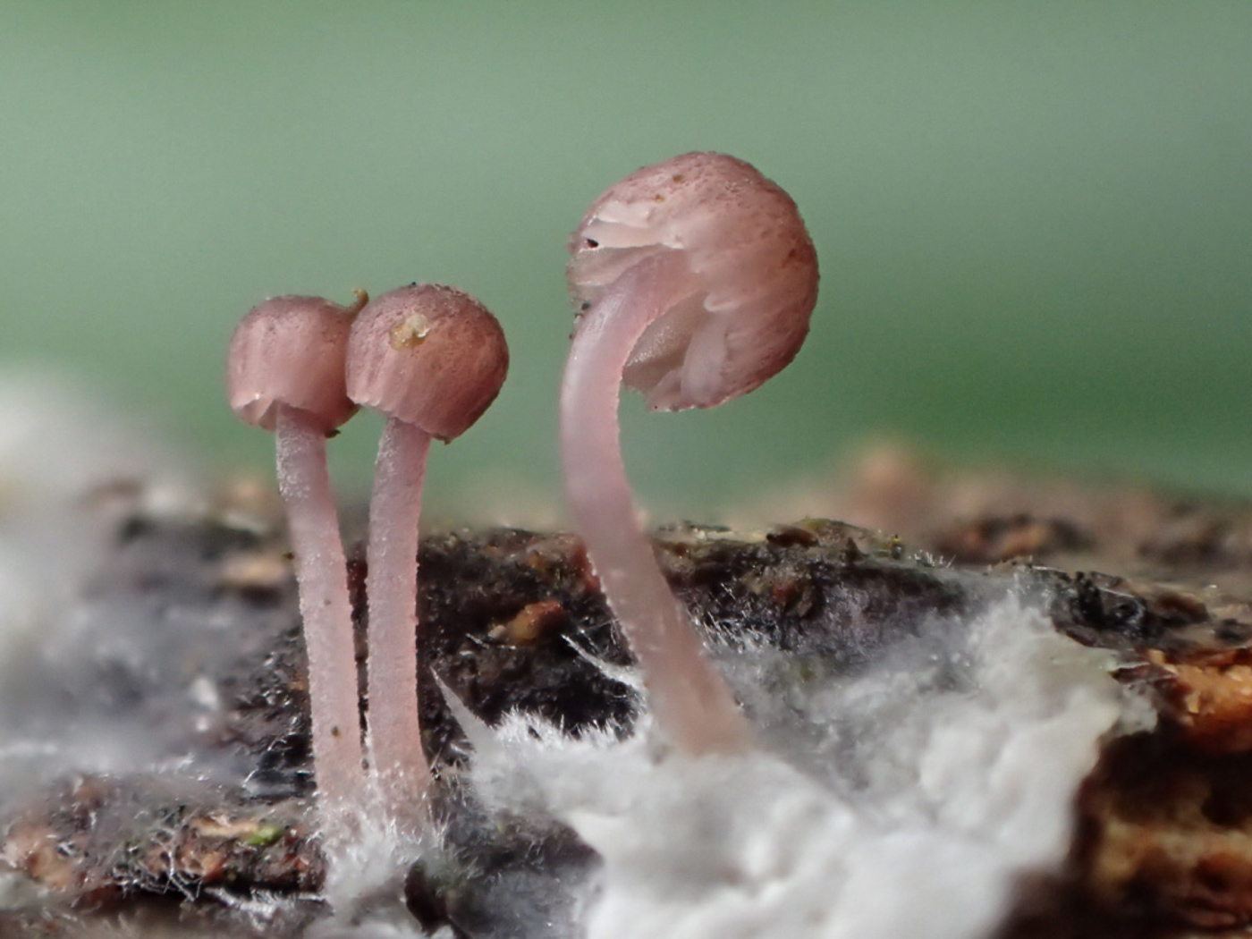 Photo © Sarah Ebdon Mycena meliigena by Sarah Ebdon